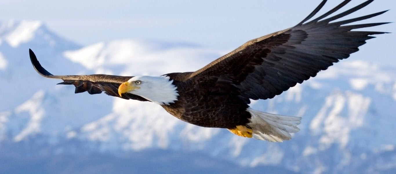 Καθηλωτικό: Πτήση πάνω από τις Άλπεις από τα μάτια του αετού (βίντεο)